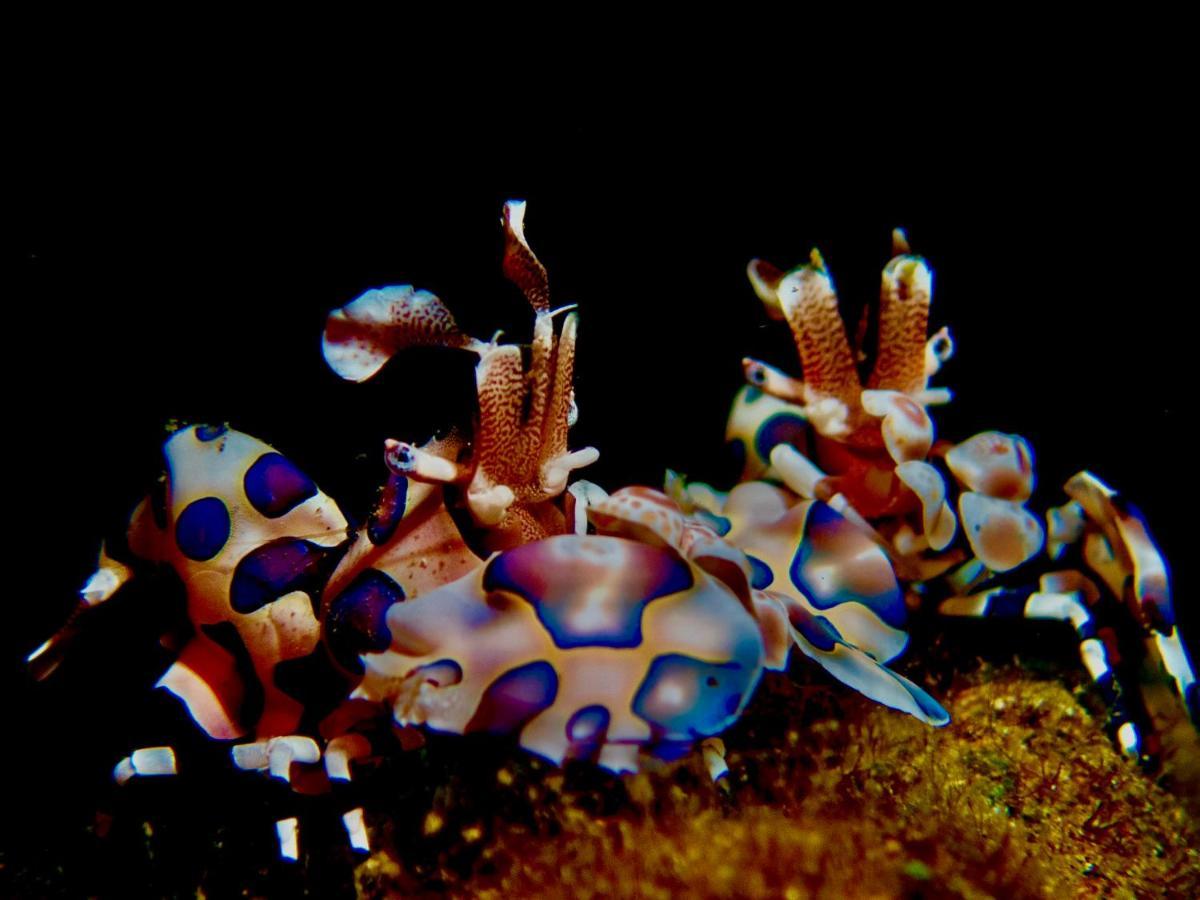 Готель Pamanilao And Padoy'S Dive Camp Batangas Екстер'єр фото