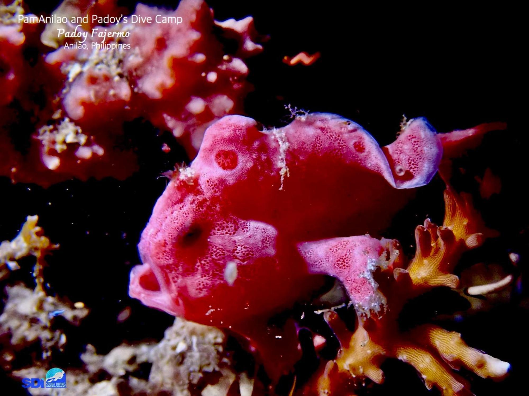 Готель Pamanilao And Padoy'S Dive Camp Batangas Екстер'єр фото